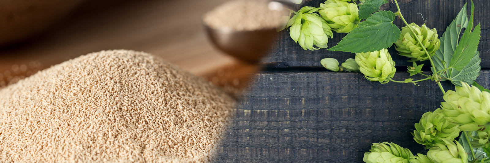 Deutsche Beverage Parts Partners with Lallemand Brewing Yeast and Hopsteiner to Elevate Brewing Industry with Premium Raw Goods