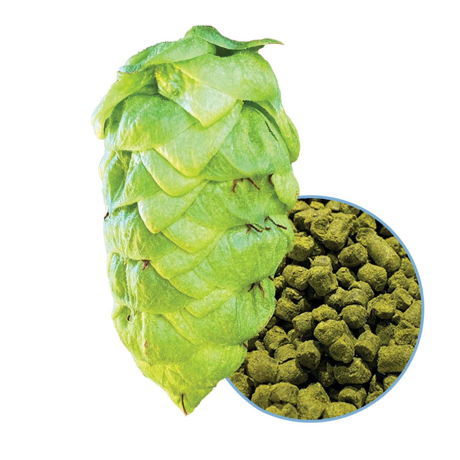 Altus Hop Pellets