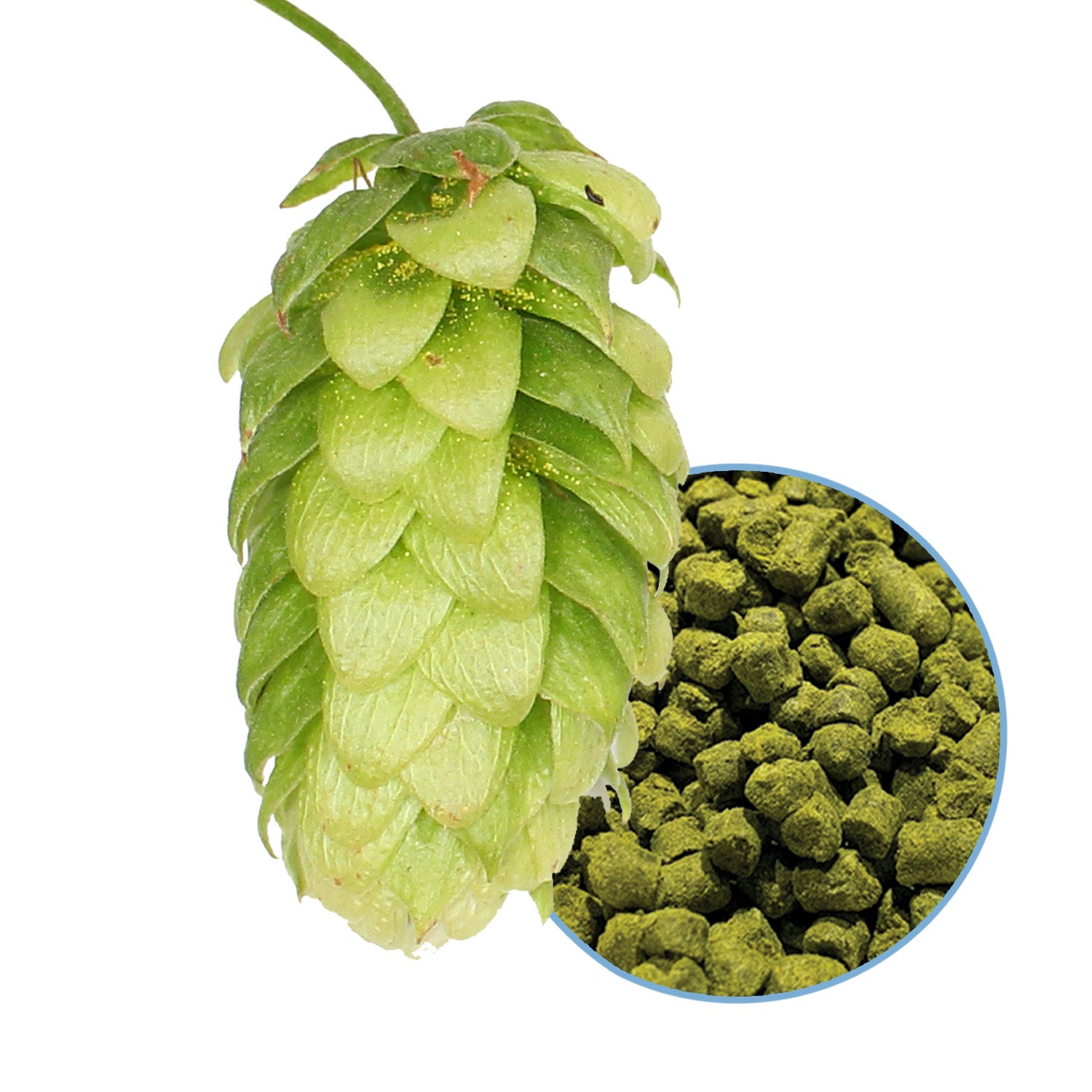 Contessa Hop Pellets