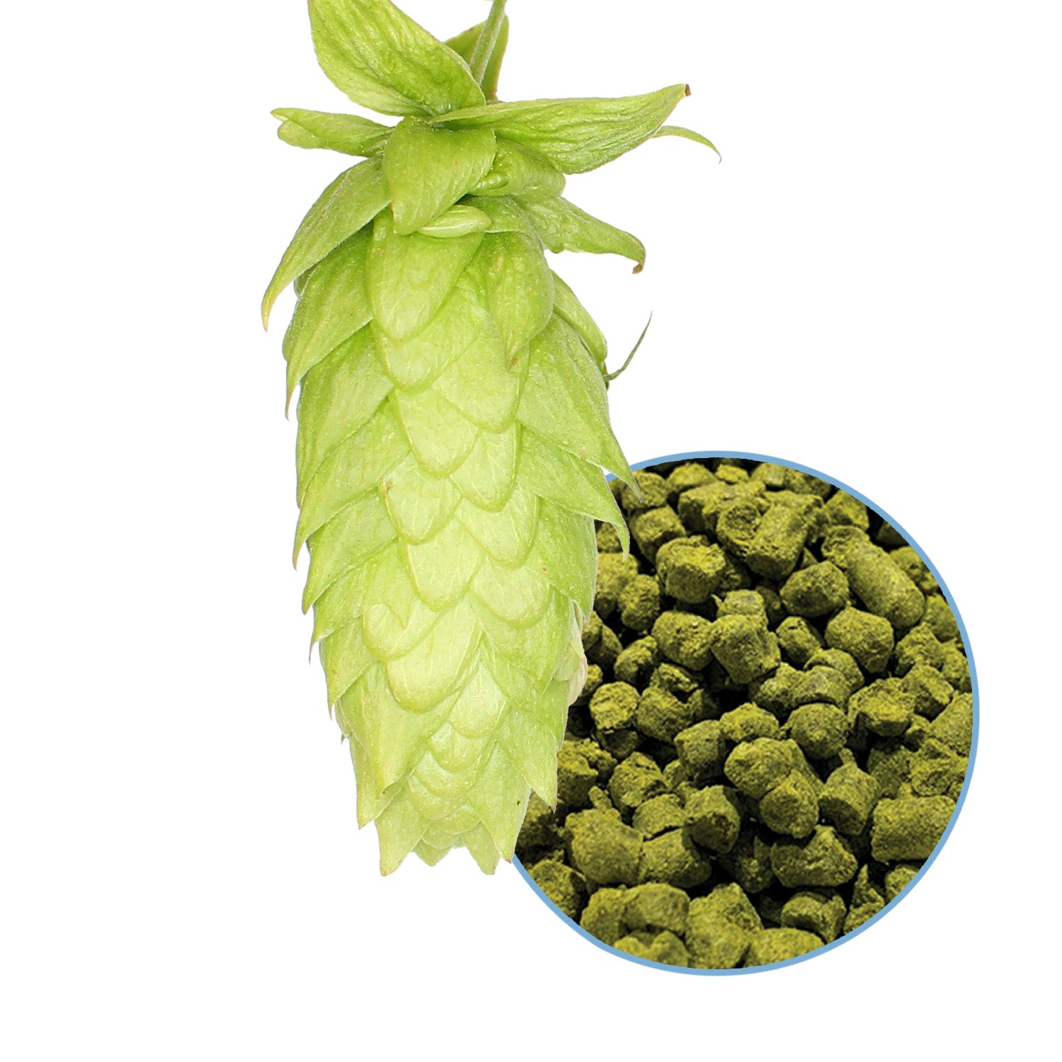 Lemondrop Hop Pellets